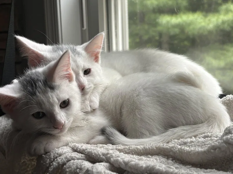 A baby medium-sized female Domestic Short Hair cat named River for adoption in Stewartsville, NJ
