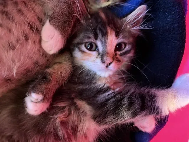 A baby small-sized female Domestic Short Hair cat named Poppy for adoption in Auburn, CA