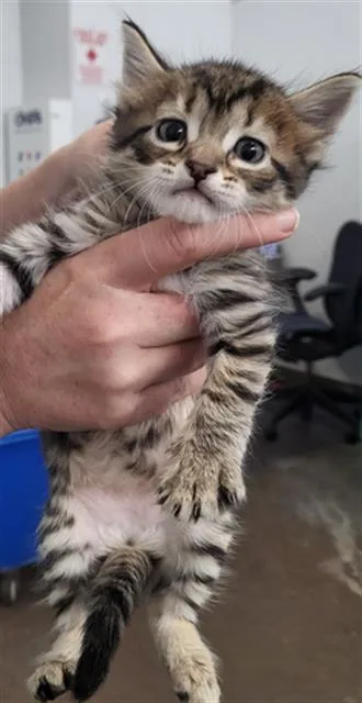 A baby medium-sized female Domestic Medium Hair cat named Gal Gadot for adoption in Dallas, TX