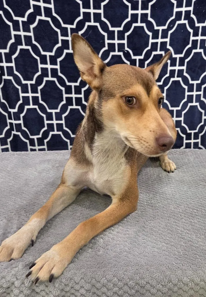 A young medium-sized female Cattle Dog dog named Lilo for adoption in Brookings, OR