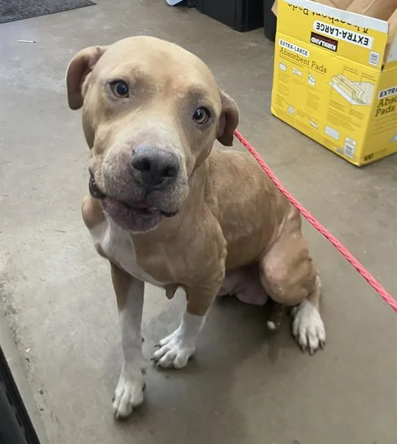 A young large-sized female Mixed Breed dog named Lynn for adoption in Dallas, TX
