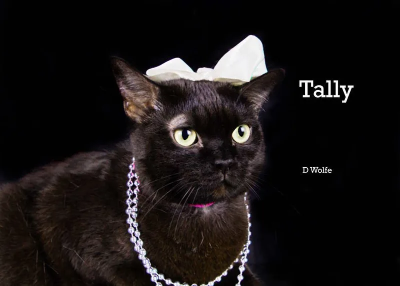 An adult medium-sized female Black Domestic Short Hair cat named Tally for adoption in York, NE