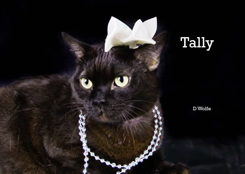 Tally thumbnail 3