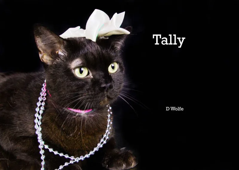 Tally thumbnail 4