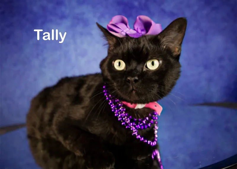 Tally thumbnail 6