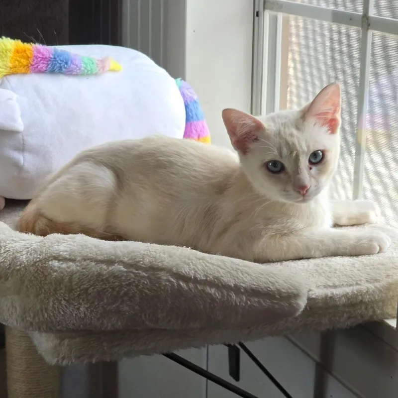 A young small-sized male Siamese cat named Pickles for adoption in Prescott, AZ
