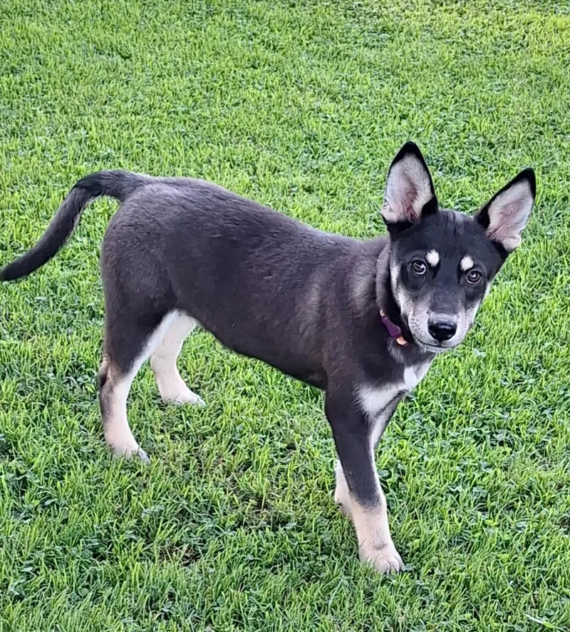 A baby small-sized male Black Carolina Dog dog named Matty for adoption in Stanton, KY