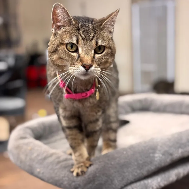 A senior small-sized female Brown / Chocolate Domestic Short Hair cat named Flower for adoption in Midland, TX
