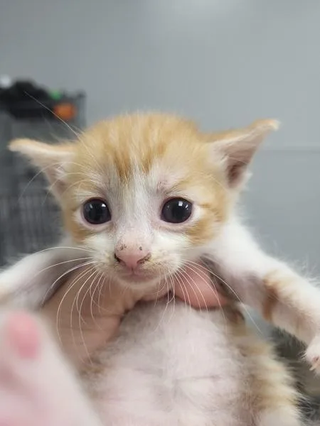 A baby small-sized male Domestic Short Hair cat named Kc for adoption in Lawrenceville, GA