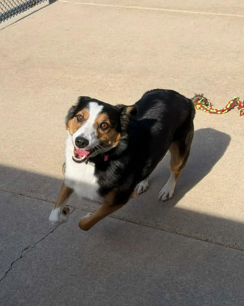 An adult medium-sized female Tricolor (Brown, Black, & White) Australian Shepherd dog named Artemis for adoption in Fremont, MI