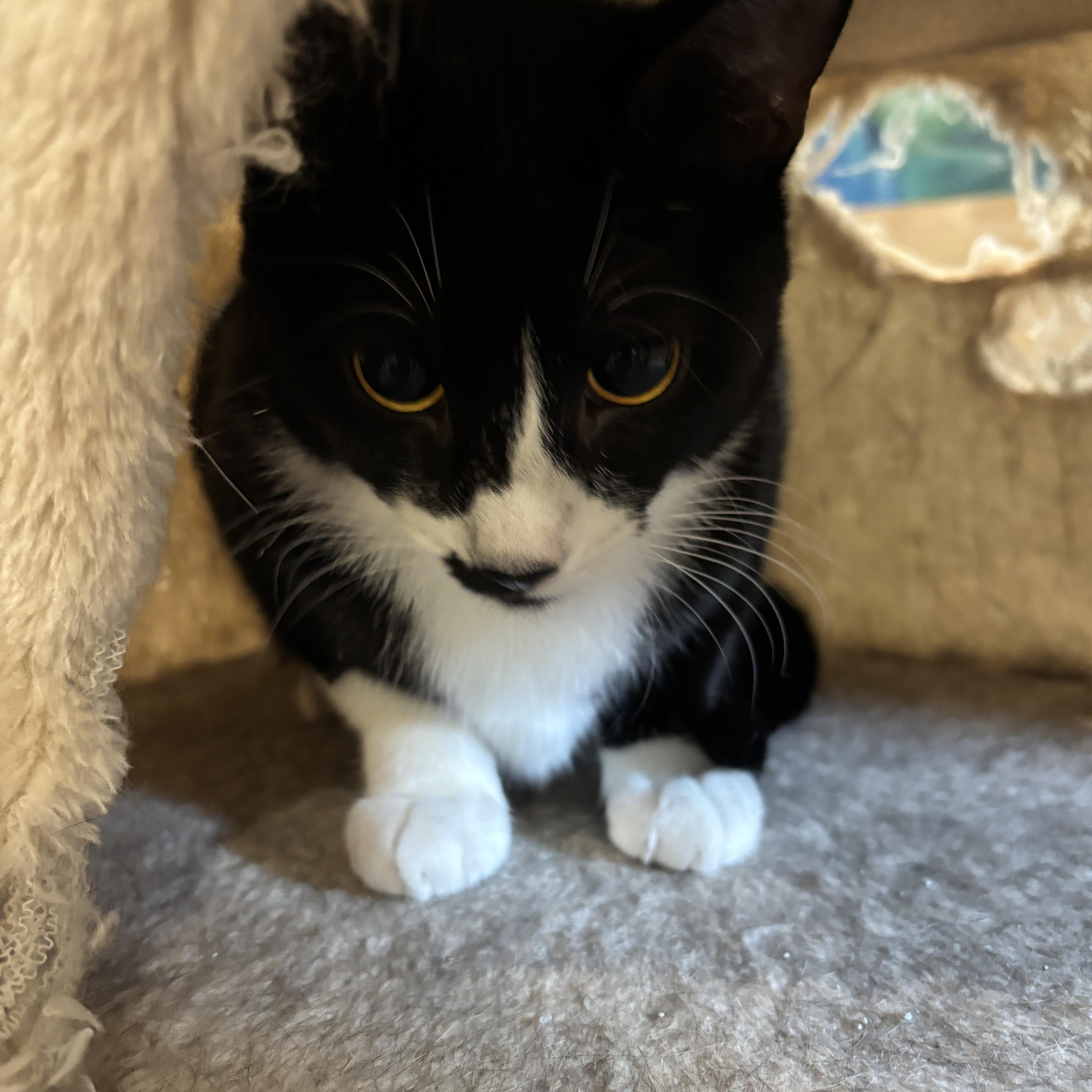 Gabrielle thumbnail 2