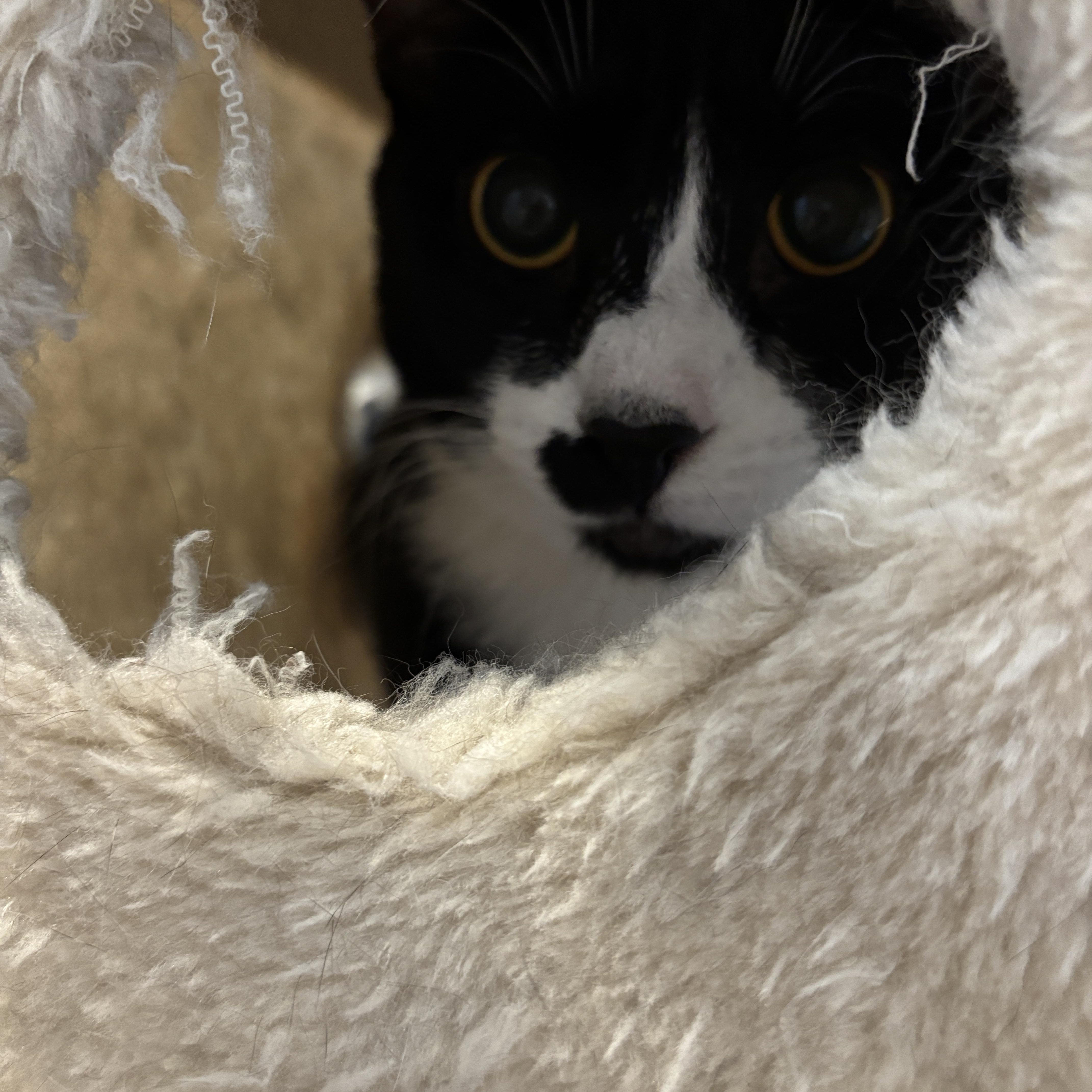 Gabrielle thumbnail 3