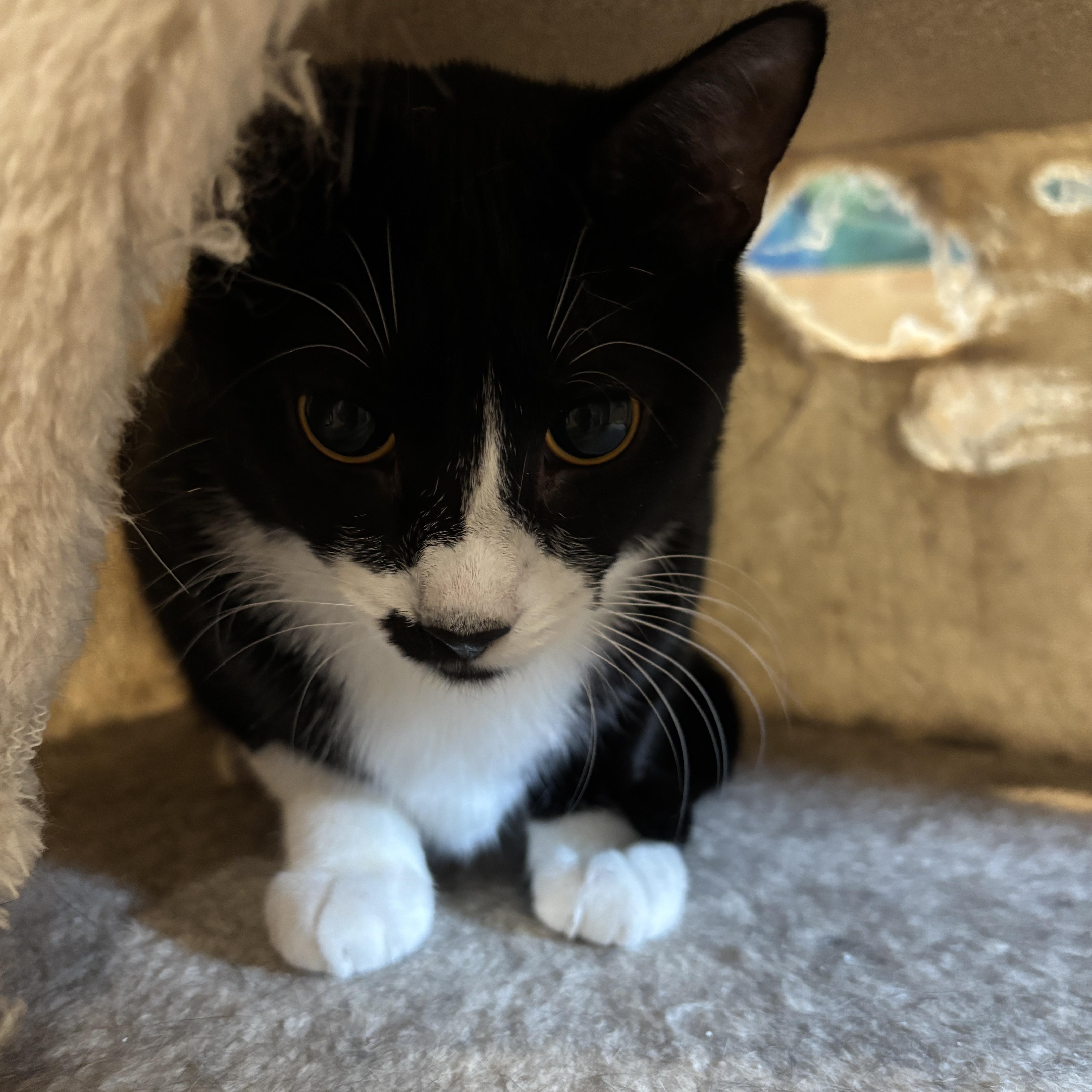 Gabrielle thumbnail 4