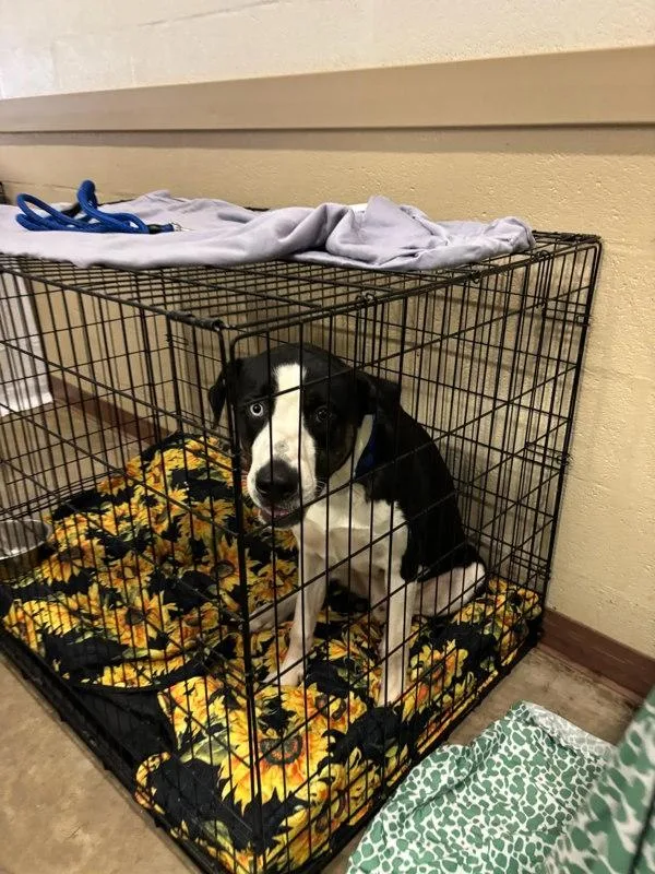 A young large-sized male American Foxhound dog named Prismo for adoption in Austin, TX