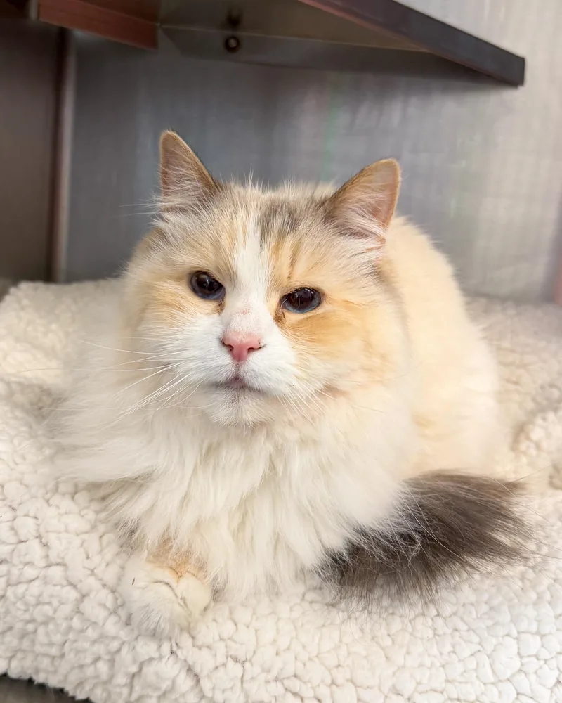 A senior small-sized female Buff & White Norwegian Forest Cat cat named Skye for adoption in Scituate, MA