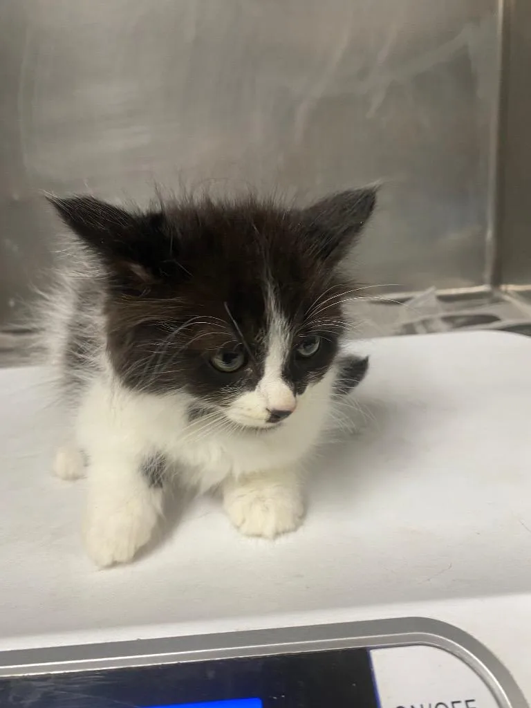 A baby medium-sized male Domestic Short Hair cat named Walter for adoption in Hopkinsville, KY