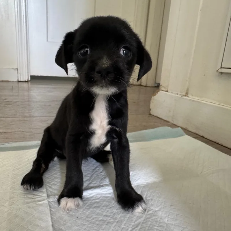 A baby small-sized female Black Chihuahua dog named Indie for adoption in Myakka City, FL