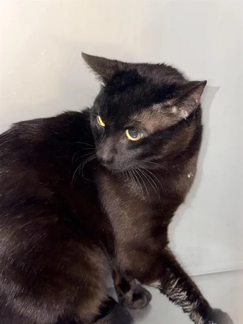 Julio