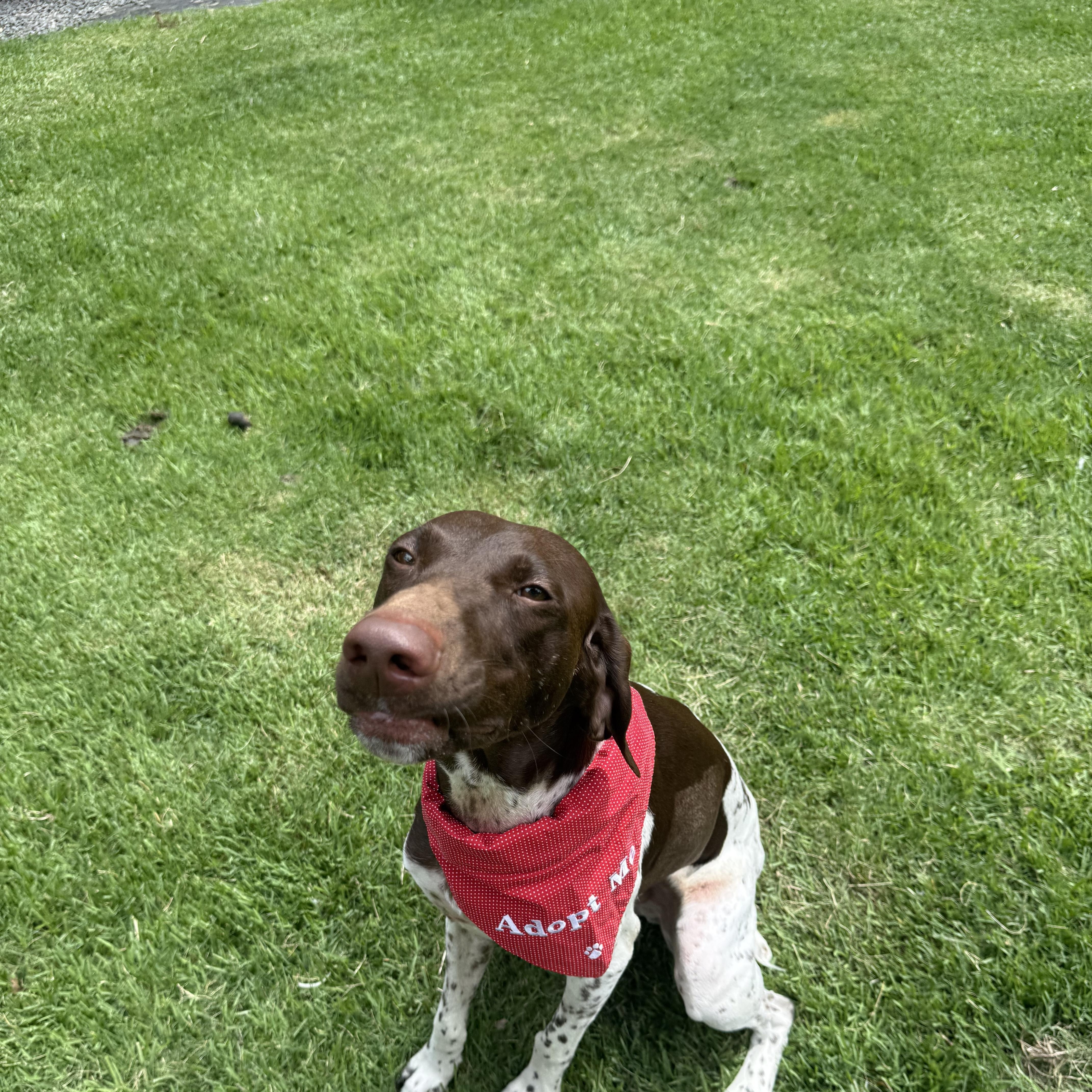An adult medium-sized male Black German Shorthaired Pointer dog named Dash for adoption in Houston, TX