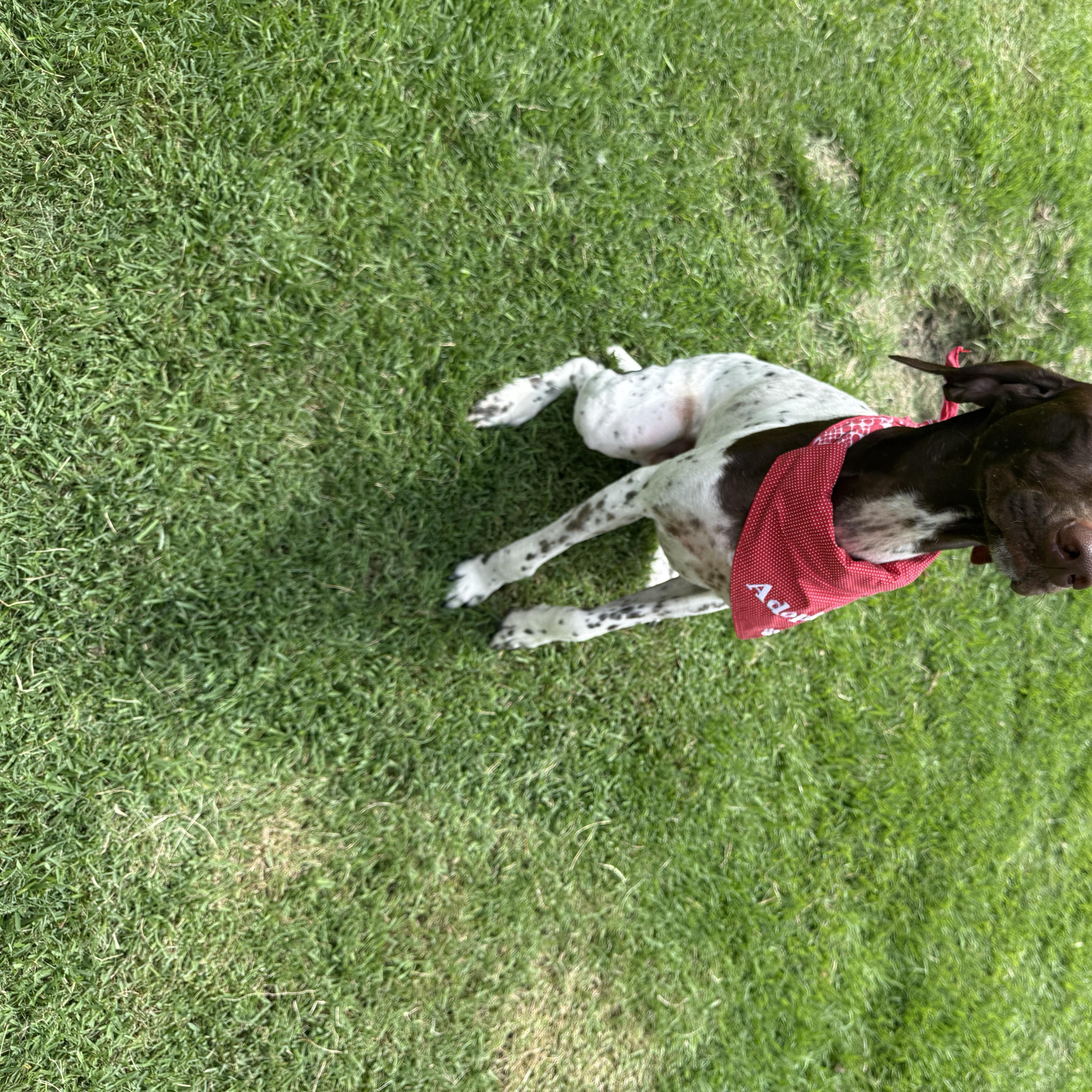 Dash thumbnail 4