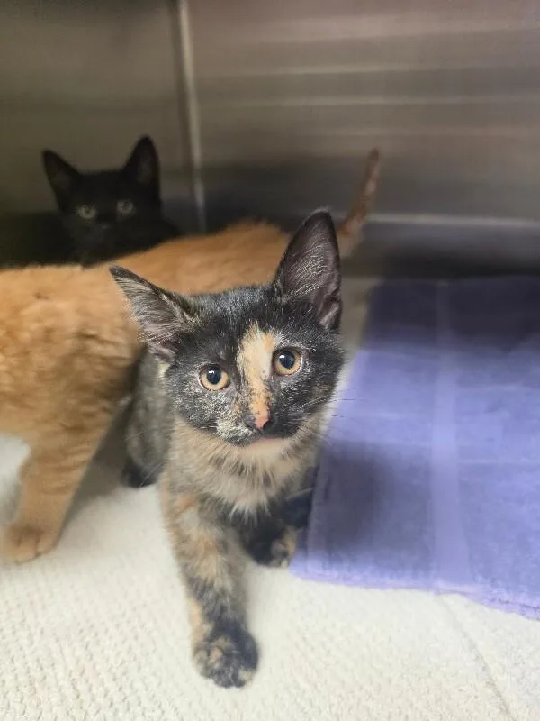 A young medium-sized female Tortoiseshell Domestic Medium Hair cat named Roxie for adoption in Bluffton, IN
