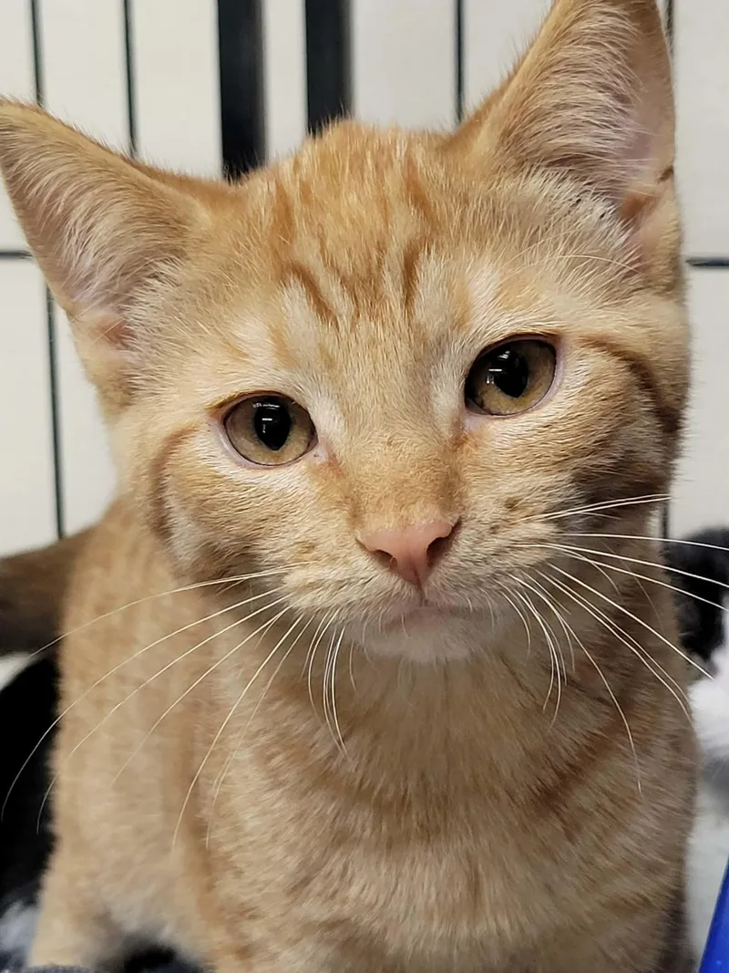 A baby medium-sized male Domestic Short Hair cat named Rooster for adoption in Portage, WI