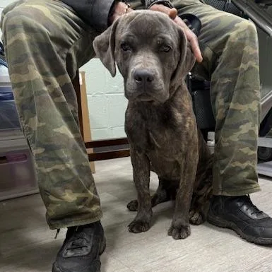 A young large-sized male Brindle Cane Corso dog named Dashie for adoption in Waldorf, MD