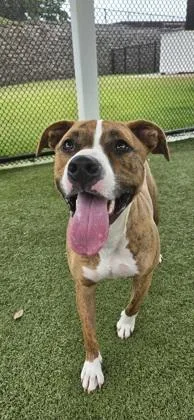 An adult large-sized female American Staffordshire Terrier dog named Dani for adoption in Daphne, AL