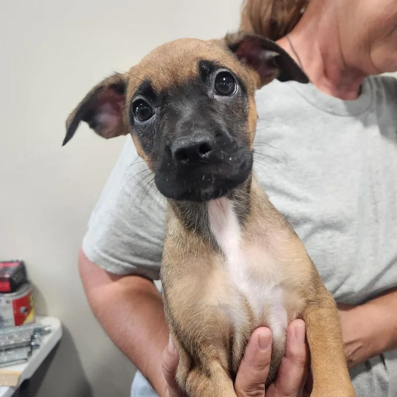 A baby medium-sized female Pug dog named Willow for adoption in Walnutport, PA