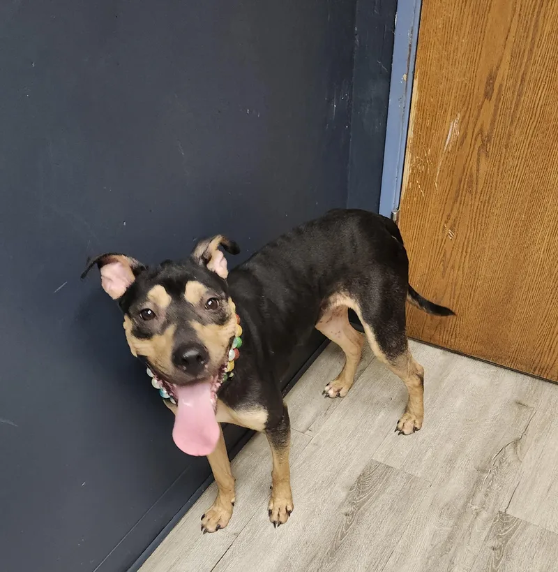 A young medium-sized female Black Rottweiler dog named Brie for adoption in Mansfield, OH
