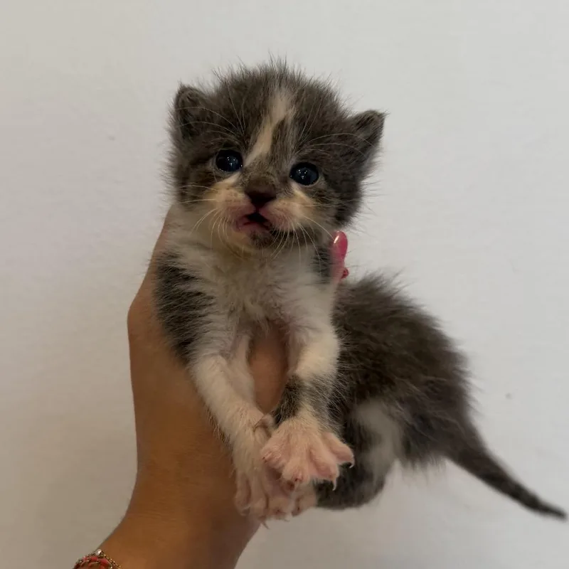 A baby medium-sized male Gray & White Domestic Short Hair cat named Dewey for adoption in Chattanooga, TN