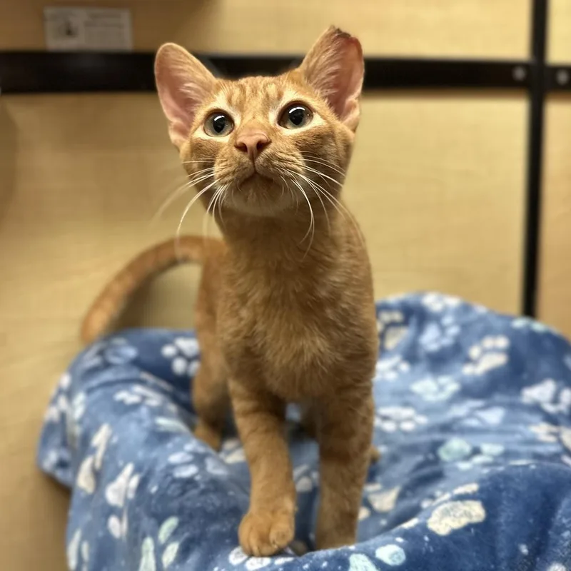 A baby small-sized male Domestic Short Hair cat named Alien for adoption in Panama City Beach, FL