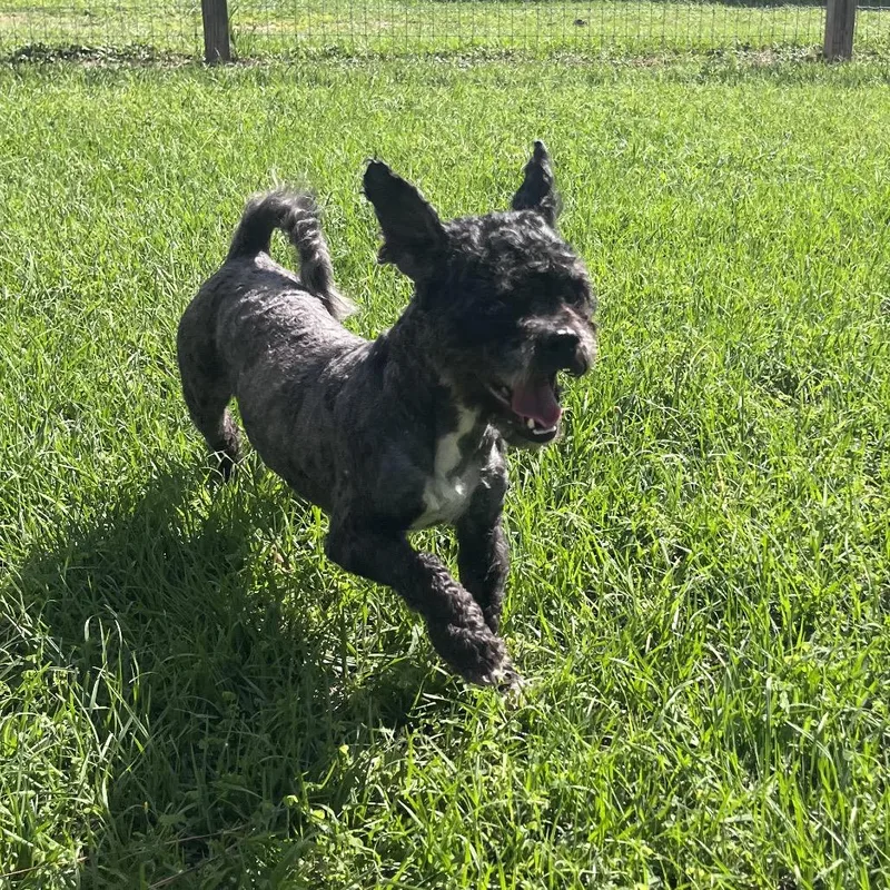 Oscar Grouch thumbnail 2