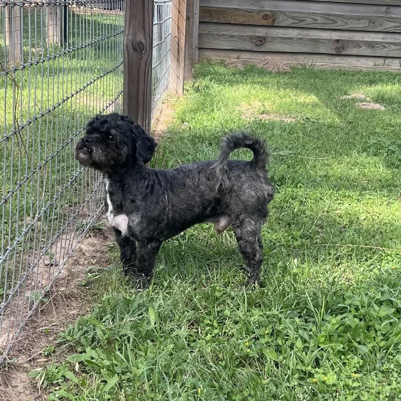 Oscar Grouch thumbnail 3