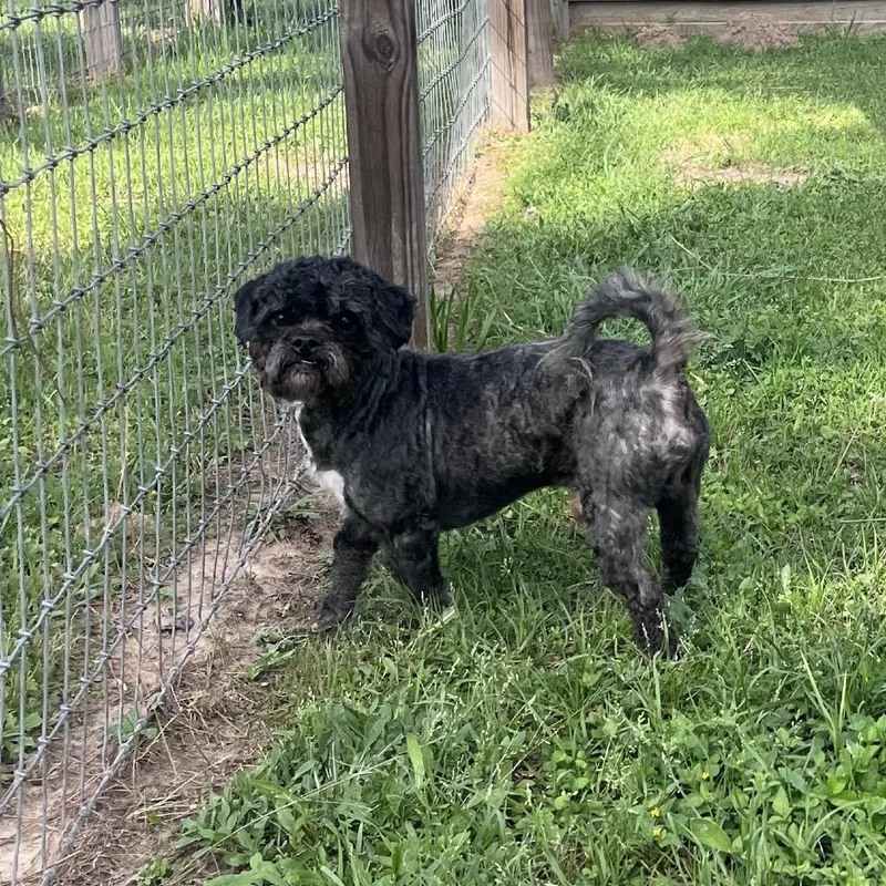 Oscar Grouch thumbnail 4