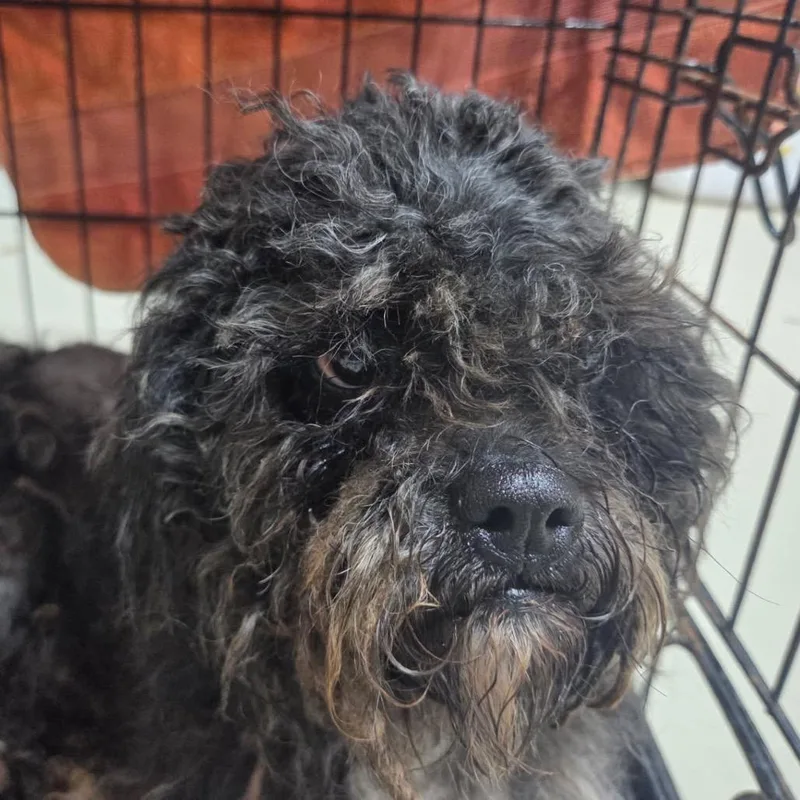 Oscar Grouch thumbnail 5