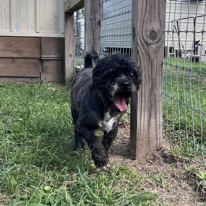 Oscar Grouch thumbnail 6