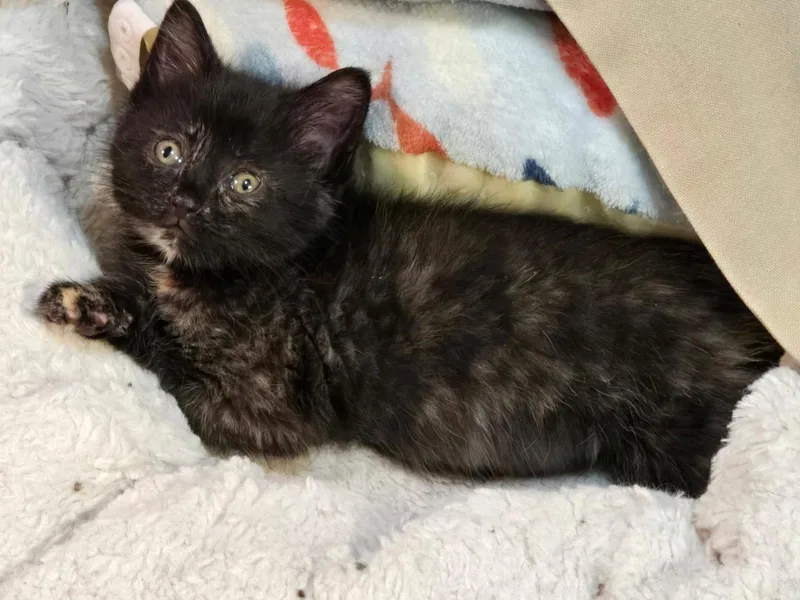 A baby medium-sized female Domestic Short Hair cat named Isla for adoption in hinckley, IL