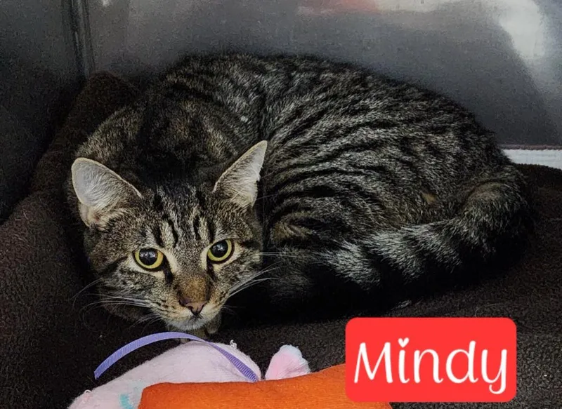Mindy thumbnail 2