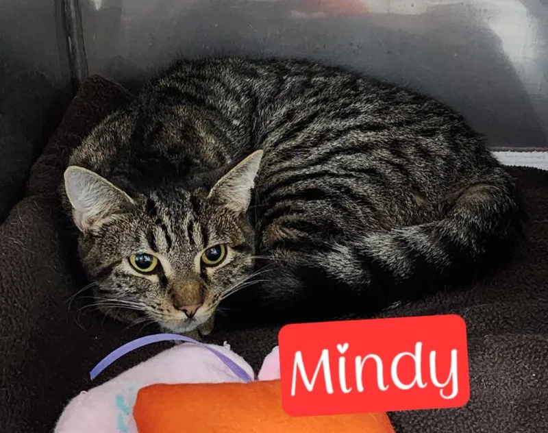 Mindy thumbnail 3