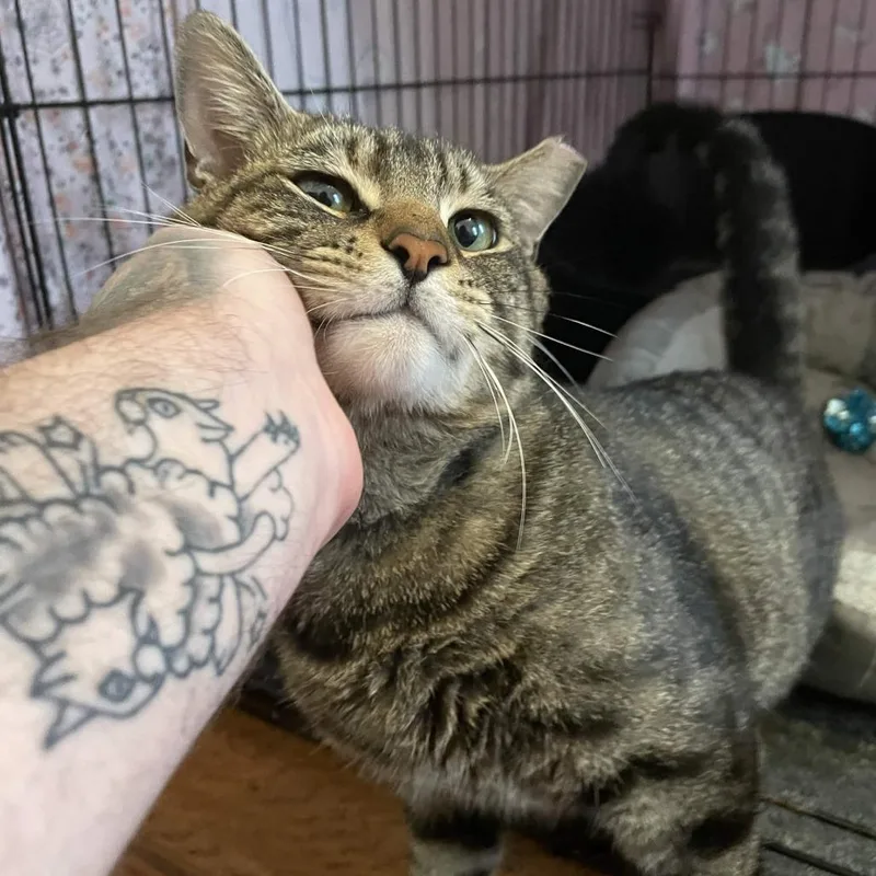 A young large-sized male Brown / Chocolate Domestic Short Hair cat named Karo for adoption in PITTSBURGH, PA