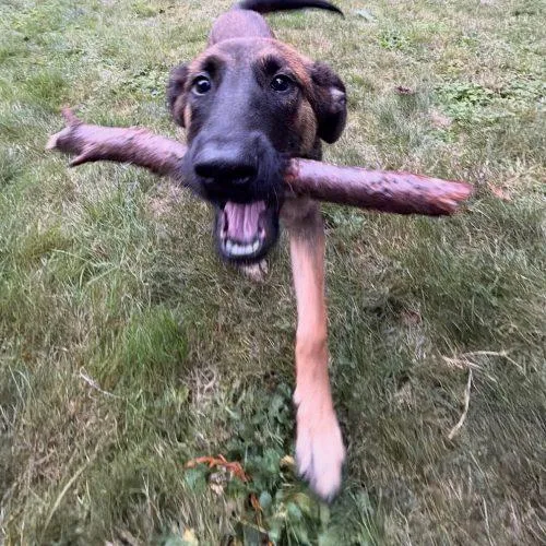 A baby small-sized female Belgian Shepherd / Malinois dog named Remi for adoption in Vashon Island, WA