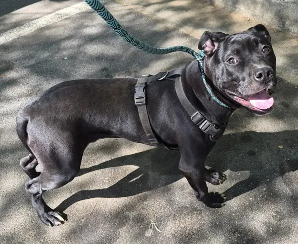 An adult medium-sized male Pit Bull Terrier dog named Pen  Fernando for adoption in Lawrenceville, GA