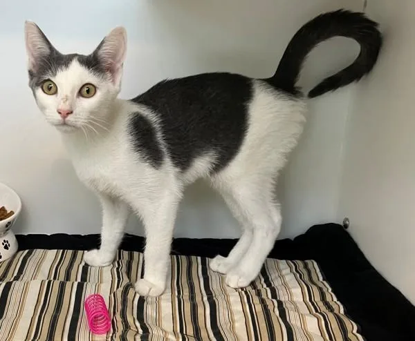 A baby small-sized female Domestic Short Hair cat named Ruby for adoption in Staten Island, NY