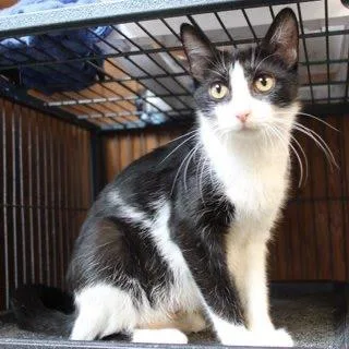 A young medium-sized female American Shorthair cat named Osha for adoption in Greenfield, IN