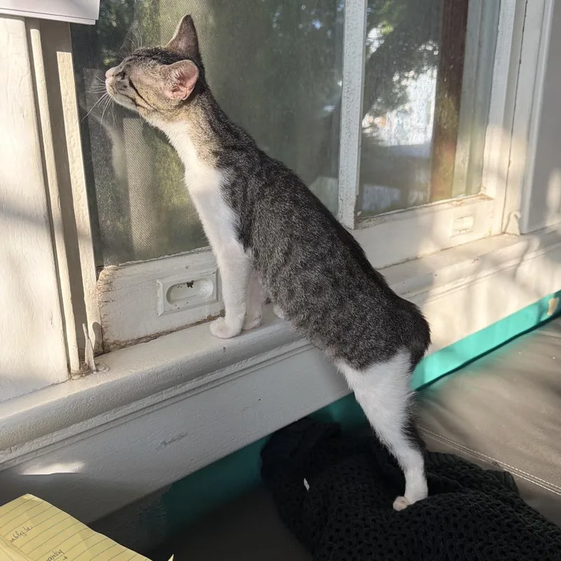 A baby small-sized female Brown / Chocolate Domestic Short Hair cat named Gravy for adoption in Folsom, LA