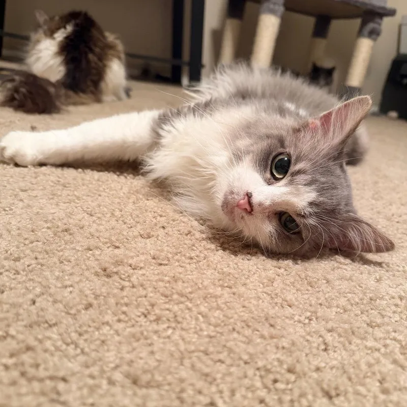 An adult small-sized male Gray / Blue / Silver Domestic Long Hair cat named Tommy Pickles for adoption in Gibsonia, PA