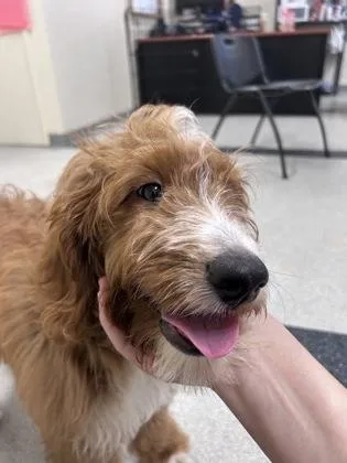 A young medium-sized male Australian Shepherd dog named Da Vinci for adoption in Roseville, CA