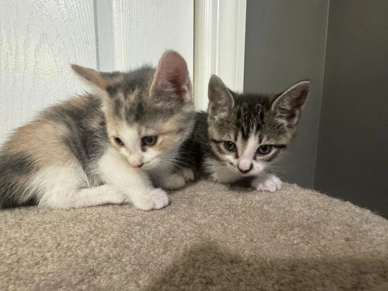 A baby large-sized female Tabby cat named Tinkerbell for adoption in Ringwood, NJ