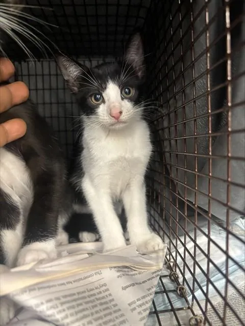 A baby small-sized male Domestic Short Hair cat named Buck for adoption in Fort Lauderdale, FL